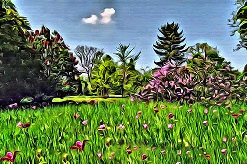 Beautiful Nature
