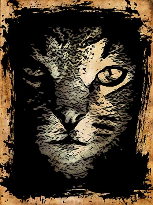 Le Chat de la Voisine