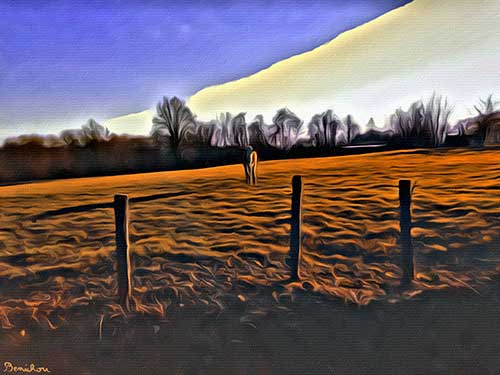 Lonely Cow