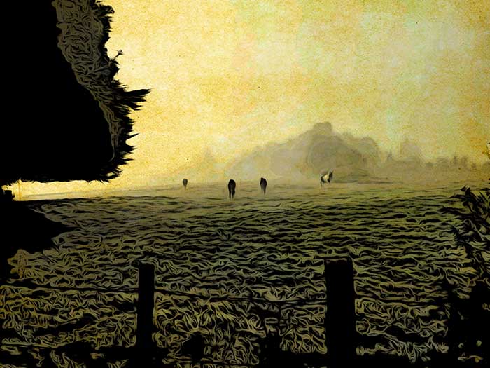 Horses at Dawn